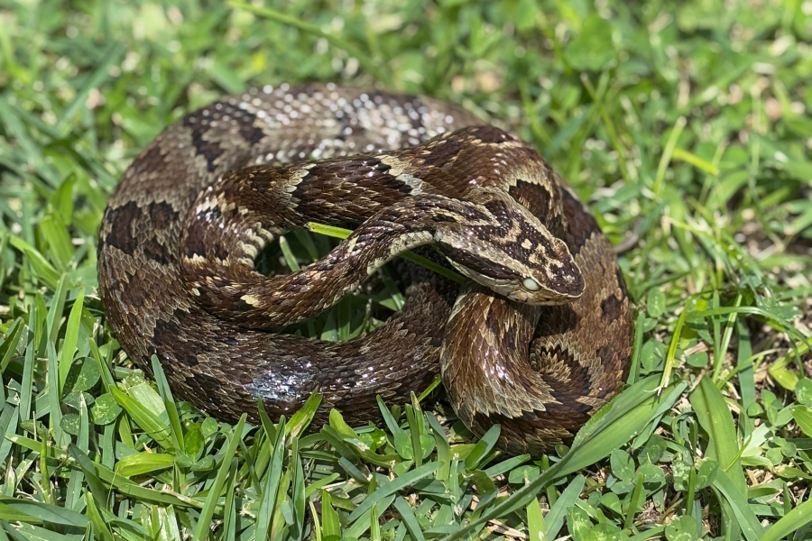 Saúde alerta para cuidados com animais peçonhentos